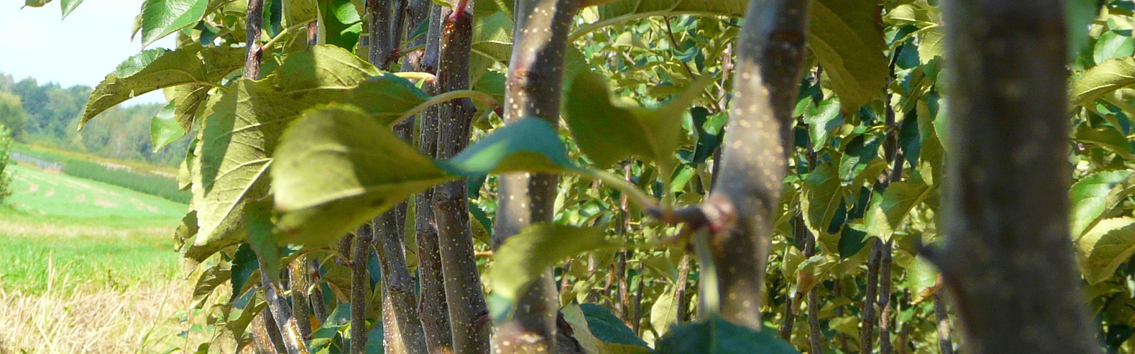 Óvoda gyümölcsfák almafák körte szilva fák Lengyelország