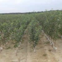 Fák óvodája gyümölcsfák gyümölcsbokrok almafák körte szilva cseresznye Lengyelország