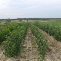 Fák óvodája gyümölcsfák gyümölcsbokrok almafák körte szilva cseresznye Lengyelország